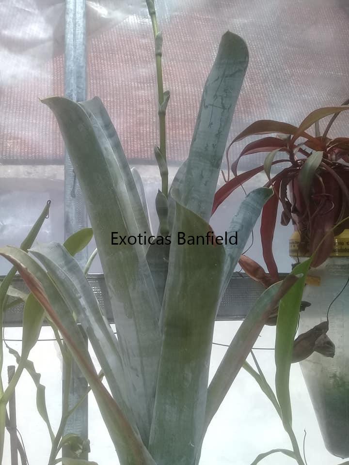 Brocchinia Hechtioides adulta