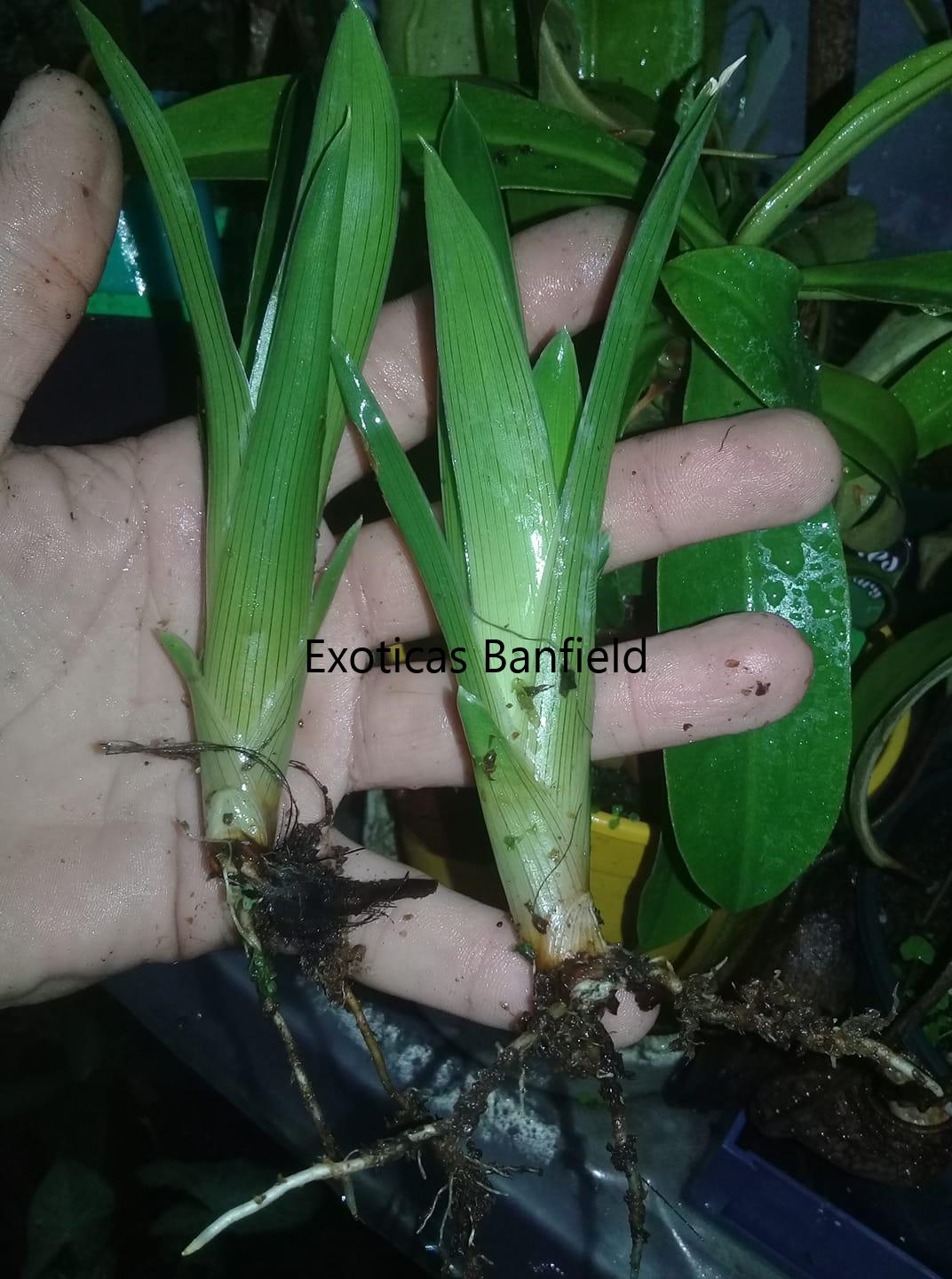 Diviciones de Brocchinia Hechtioides