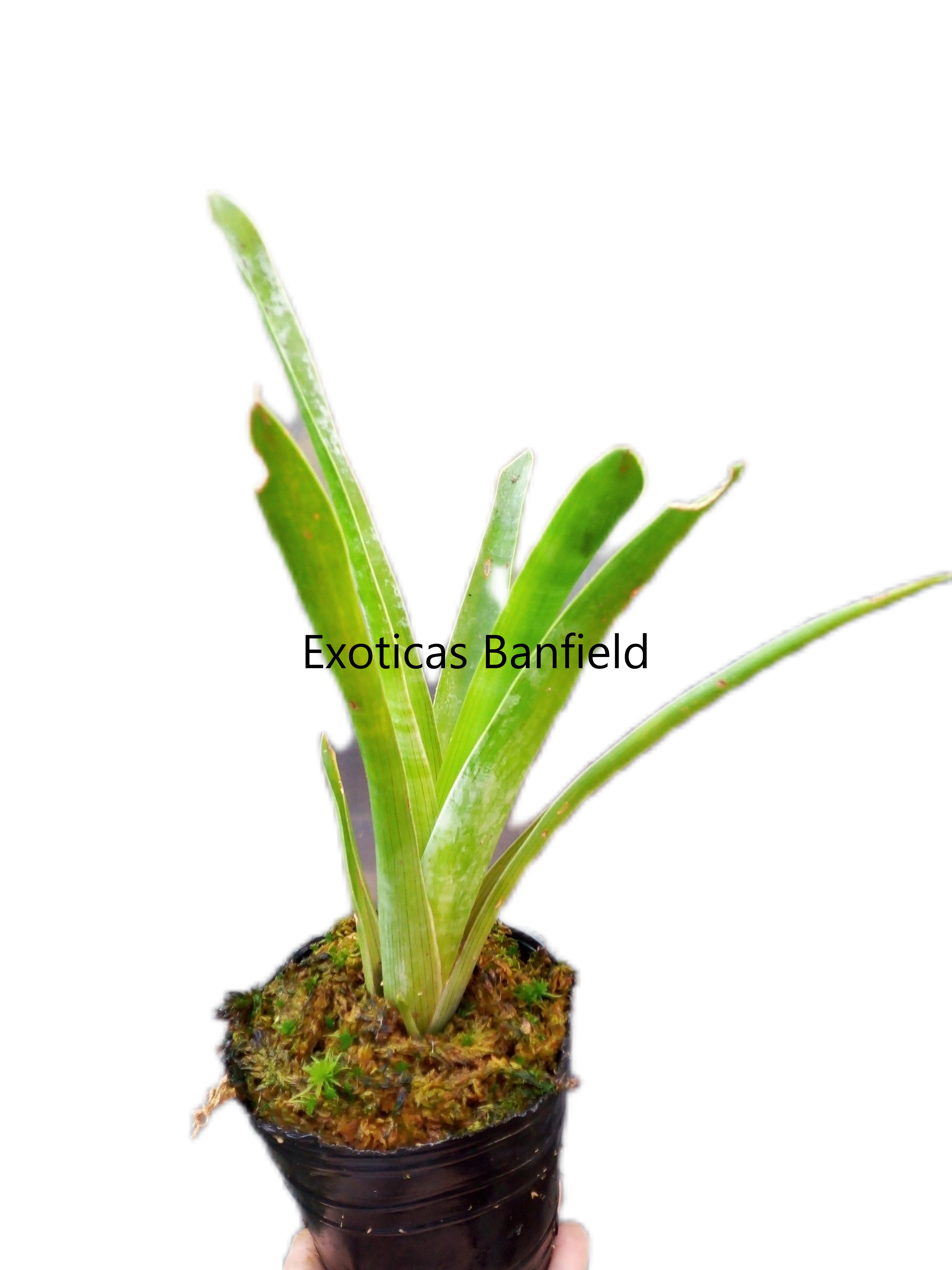 Brocchinia Hechtioides