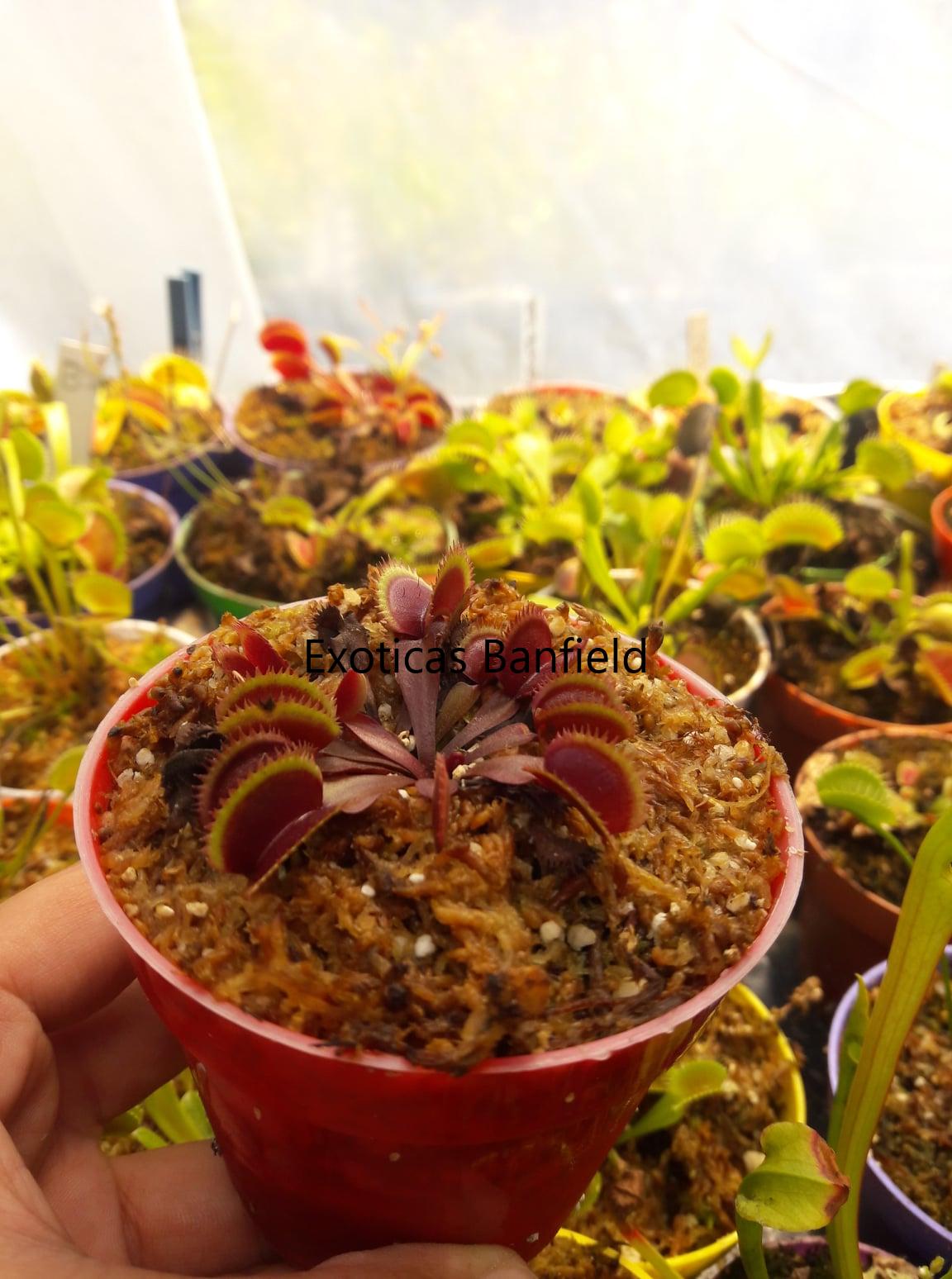 dionaea bohemian Garnet