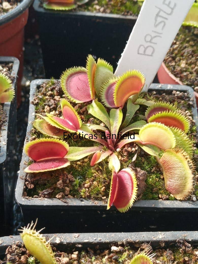 dionaea bristletooth