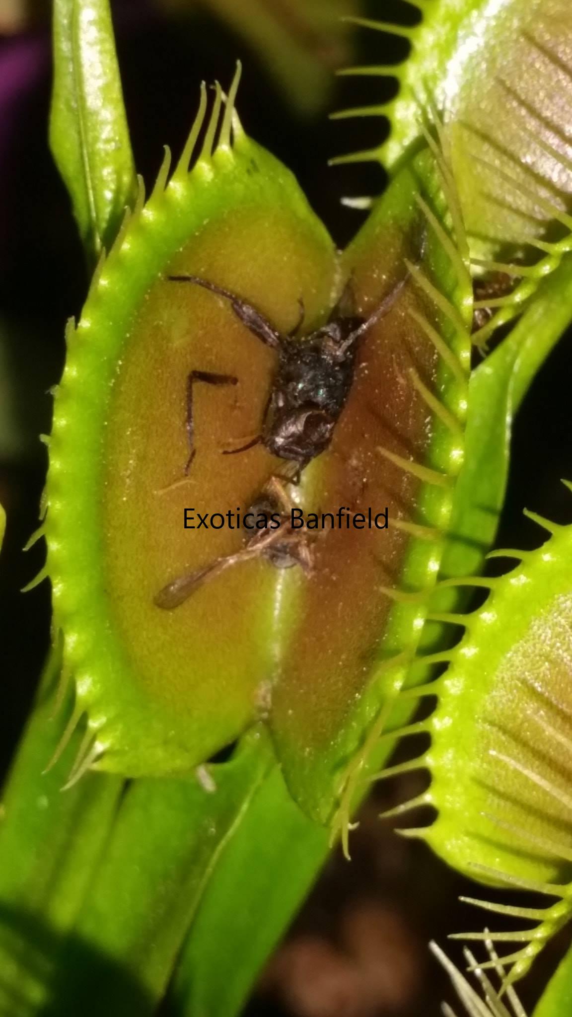 dionaea con mosca digerida