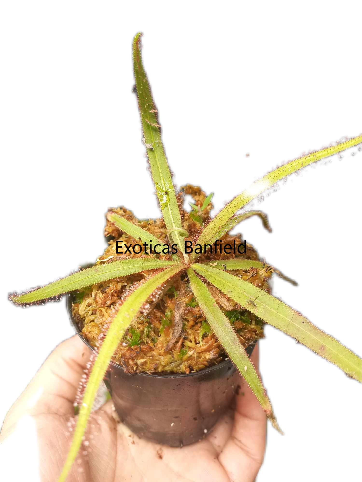 Drosera adelae