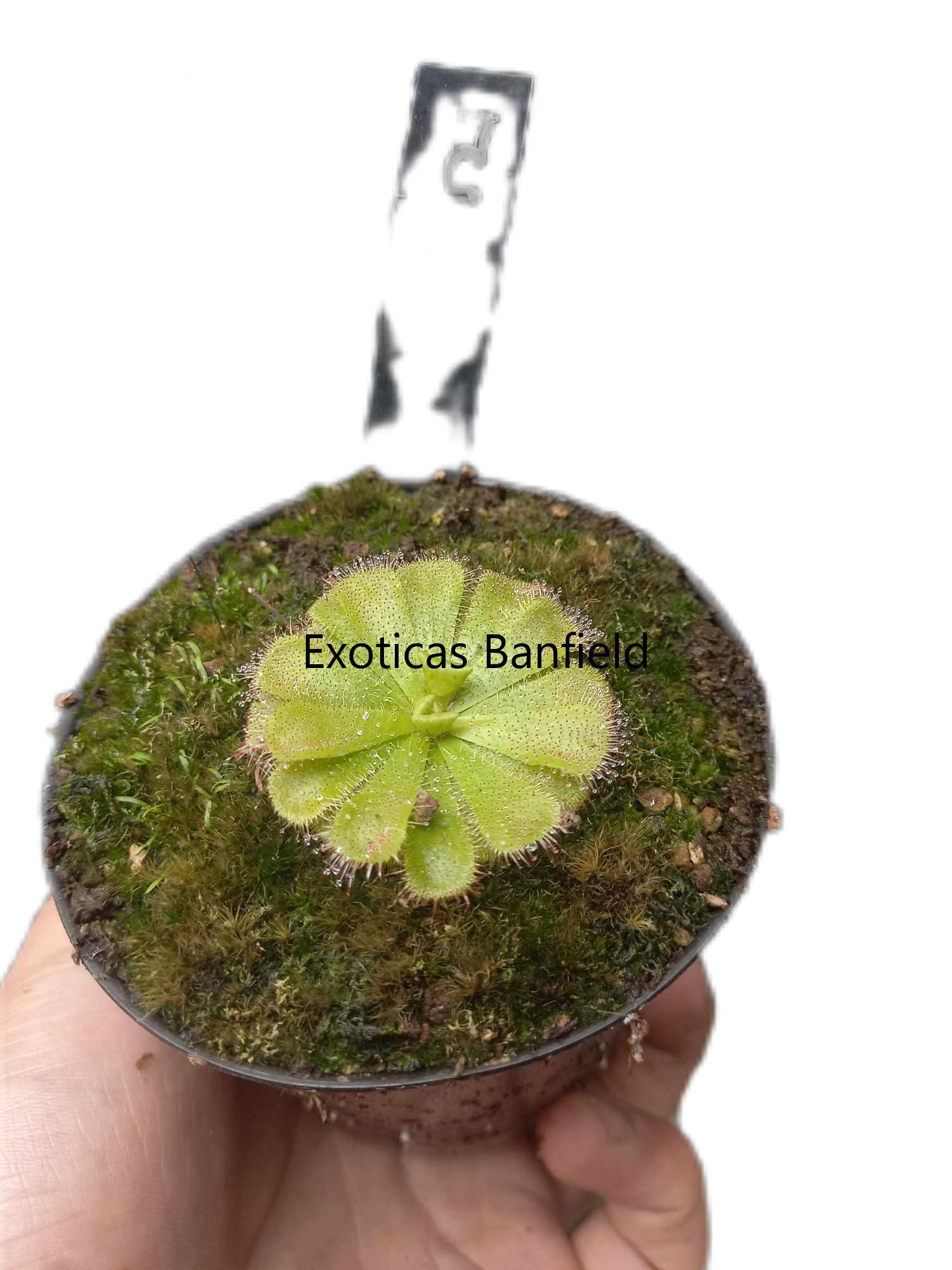 Admirabilis sp floating
