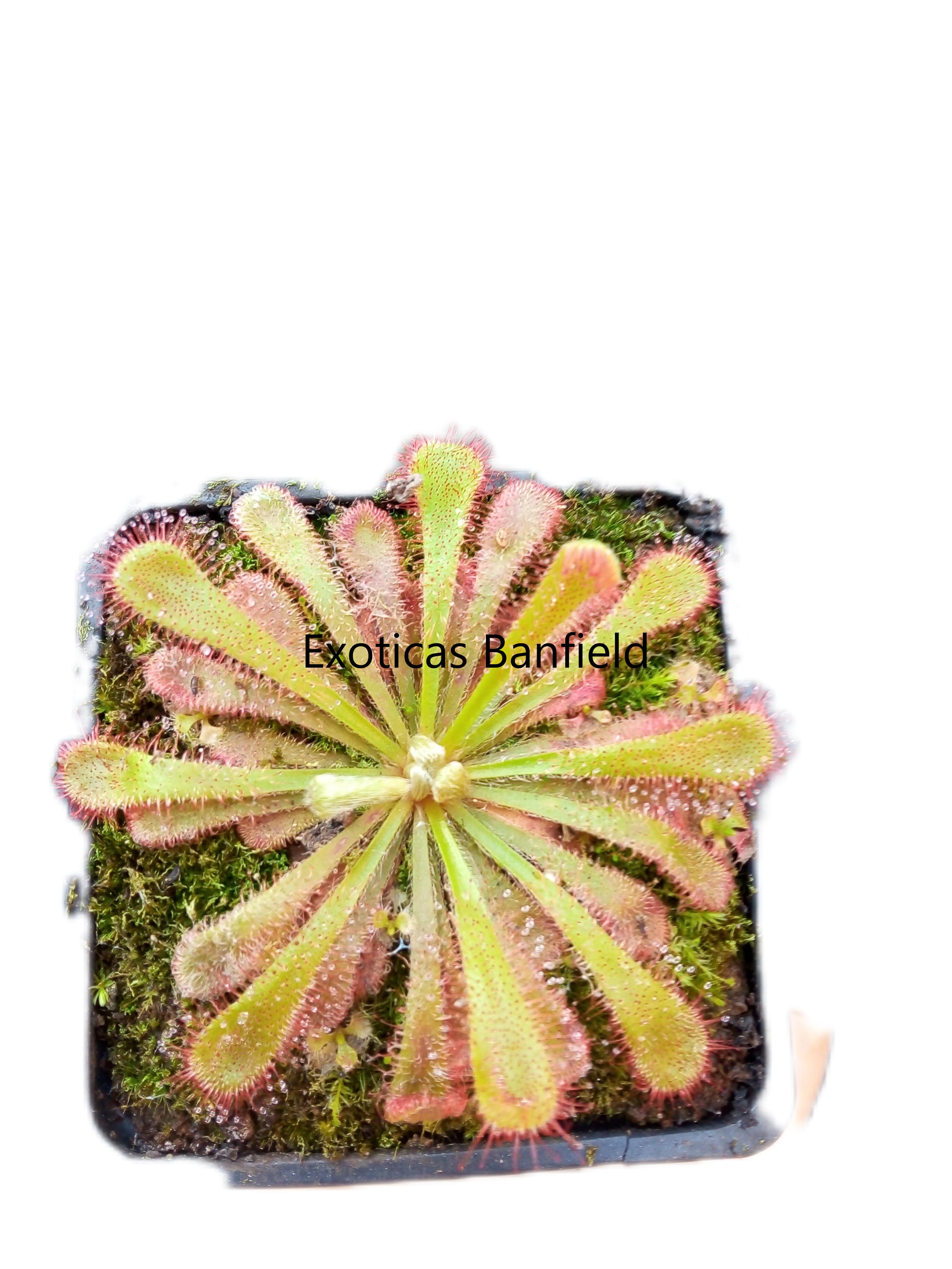 Drosera sp