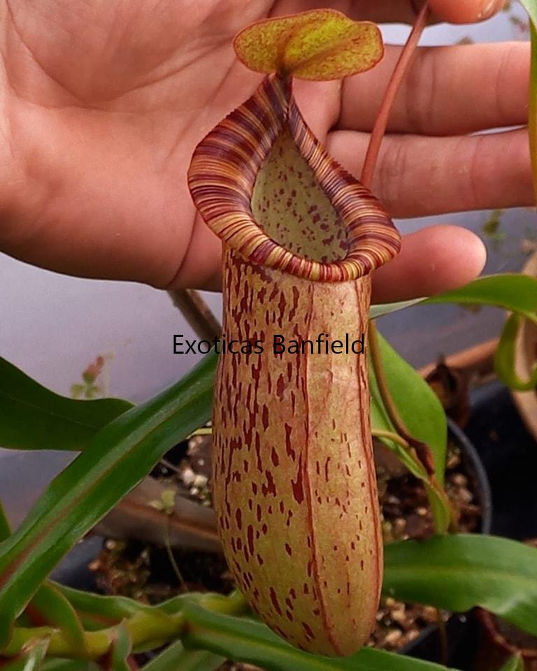 jarro de nepenthes Maxima x Spectabilis