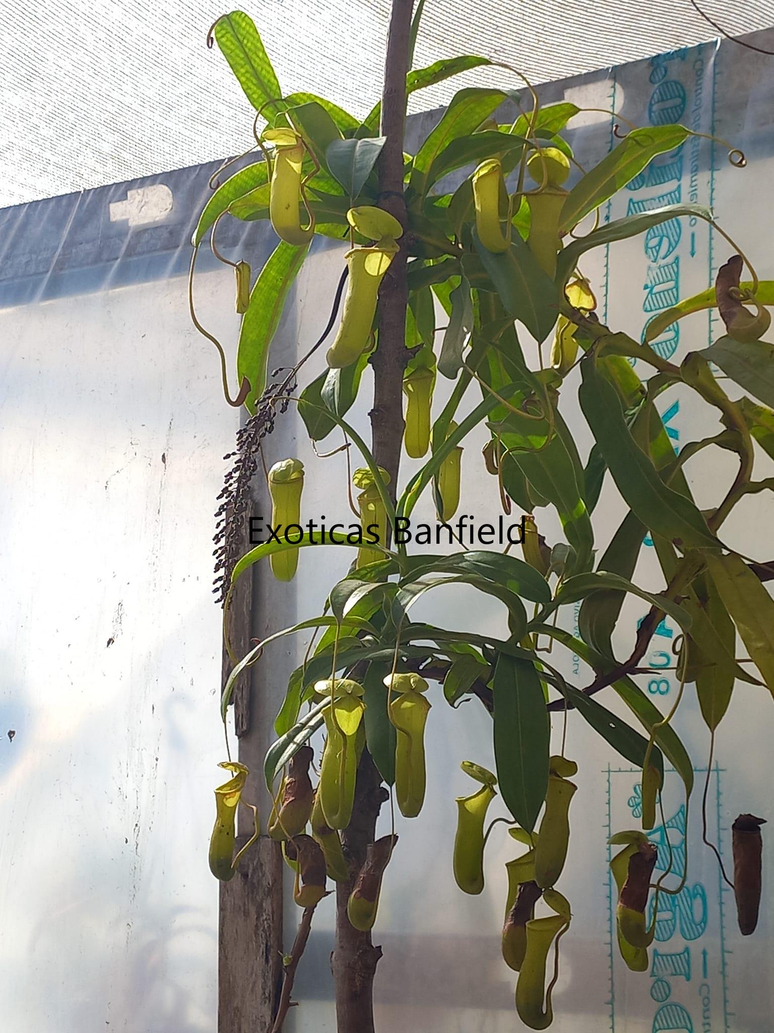 nepenthes Ventricosa x Khasiana adulta