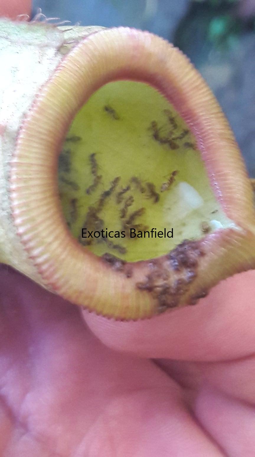 nepenthes Viking x Ventricosa con insectos en su interior