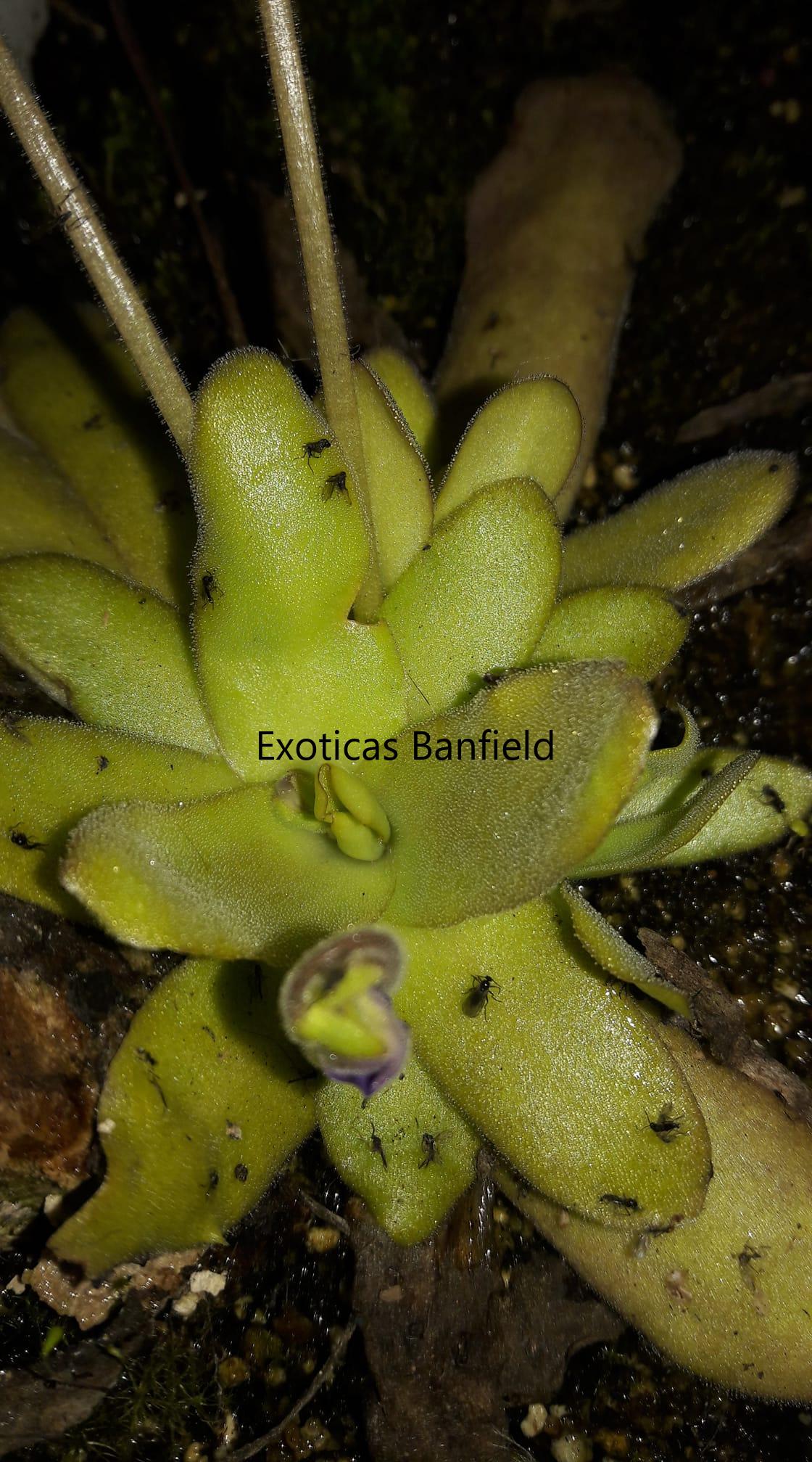 Pinguicula x Afrodita
