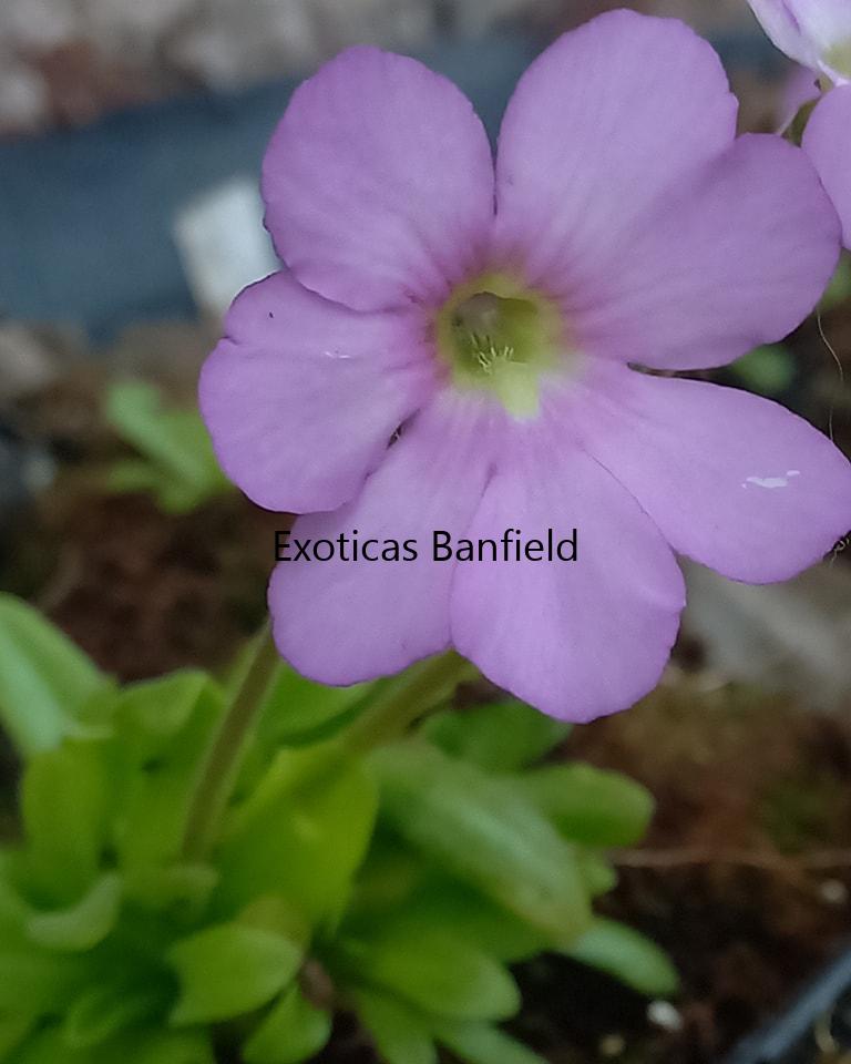 Flor de Pinguicula Gigantea Alba x Moctezumae