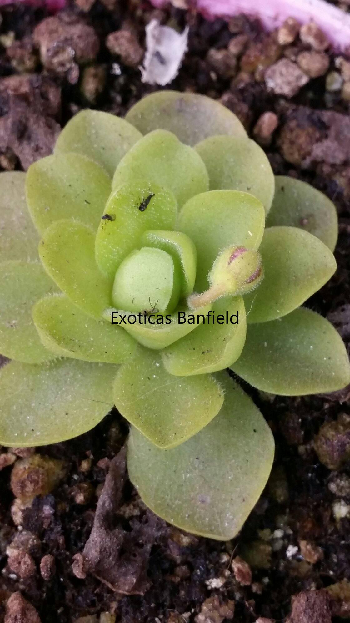 Pinguicula x Sethos en roseta de invierno
