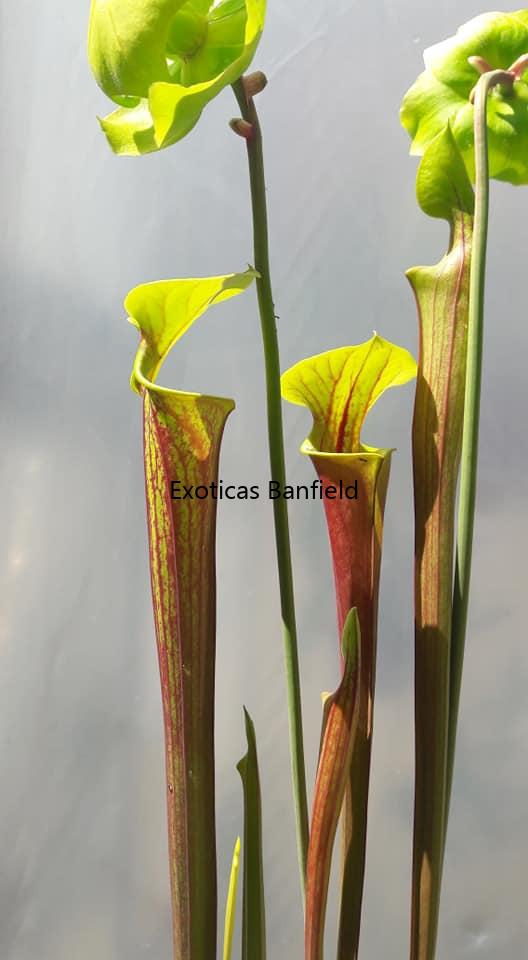 sarracenia flava var. atropurpurea
