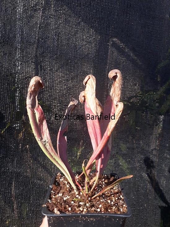 Sarracenia Minor Hibernando