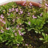 Stylidium Debile
