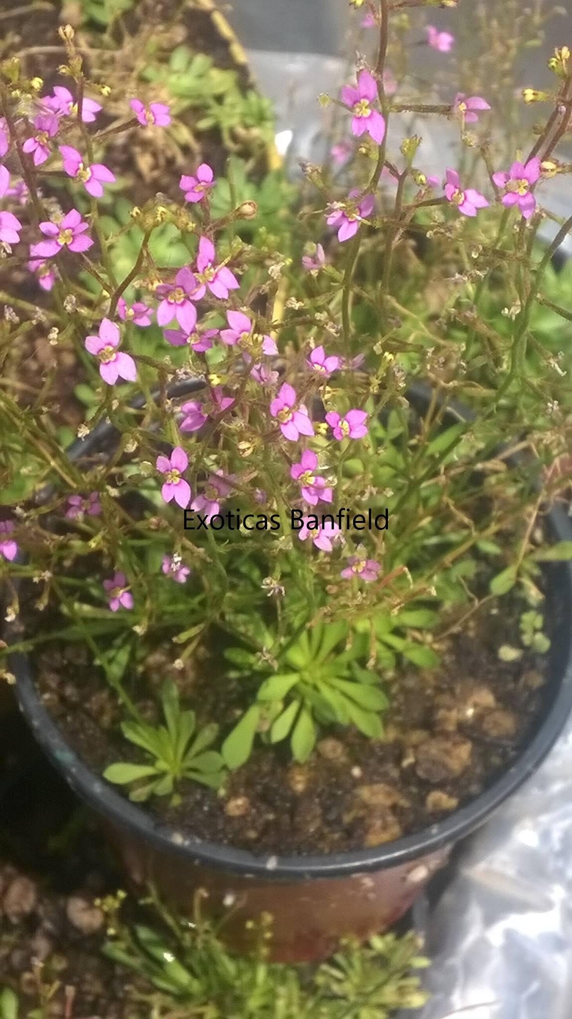 Floración de Stylidium Debile