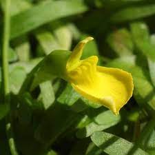 Flor de Utricularia Prehensilis