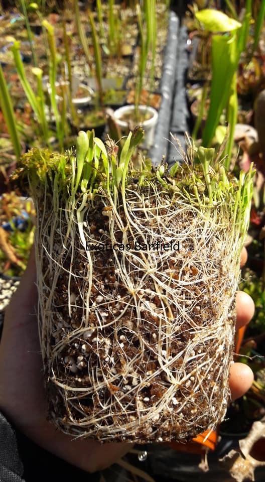 Raíces de Utricularia Longifolia