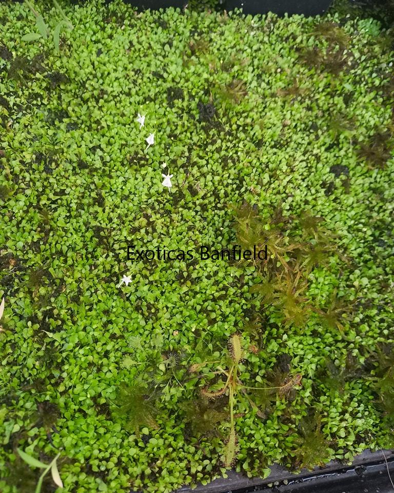 Utricularia sandersonii en cultivo
